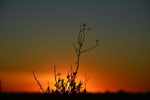 A silhouette of a plant with an orange sun setting on the horizon, creating a dramatic contrast.