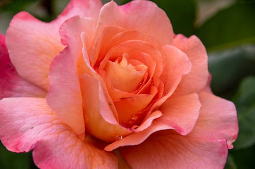 Pink Rose in Bloom in Close Up Shot