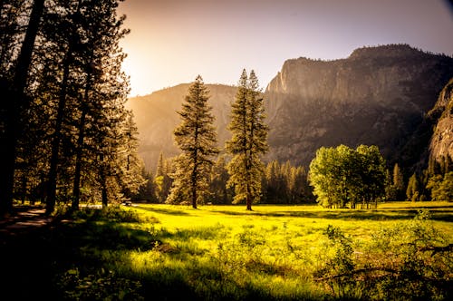 Free Green Grass Field and Green Tress during Day Time Stock Photo