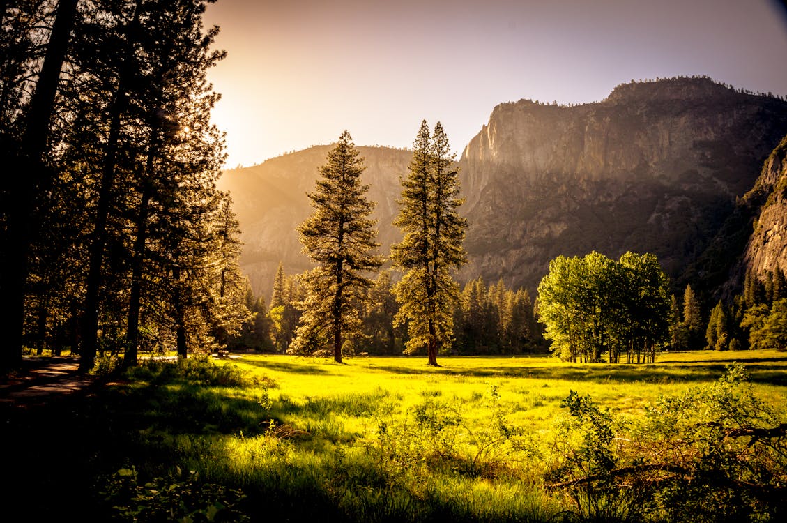 Campo Di Erba Verde E Alberi Verdi Durante Il Giorno