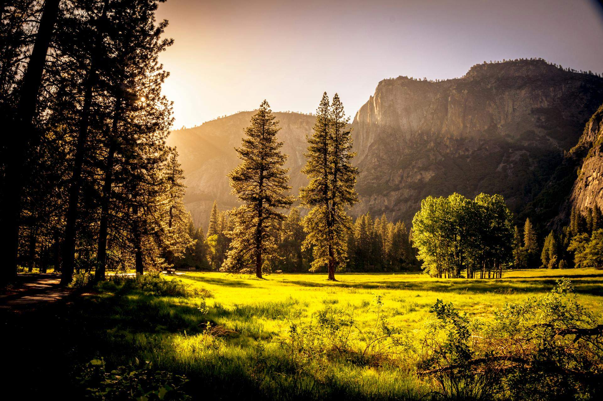 Green Grass Field and Green Tress during Day Time