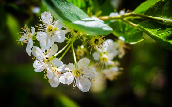 绿叶间的白花特写，展现了春天的美丽