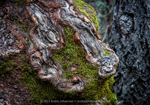 マクロ, 休息のための, 木の幹の無料の写真素材