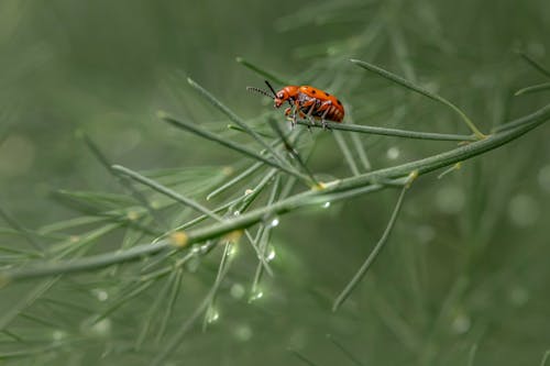 бесплатная Бесплатное стоковое фото с beetle, coccinellidae, антенна Стоковое фото
