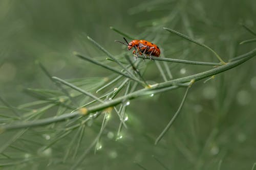 A Close-Up Shot of a Spotted Asparagus Beetle