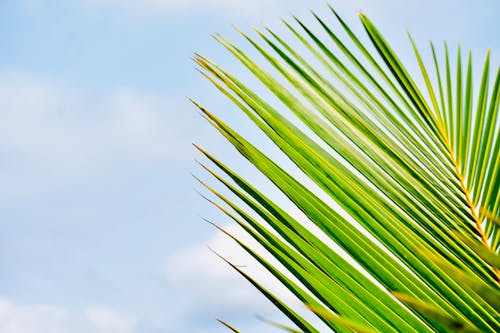 Fotos de stock gratuitas de de cerca, hoja de palma, hoja verde