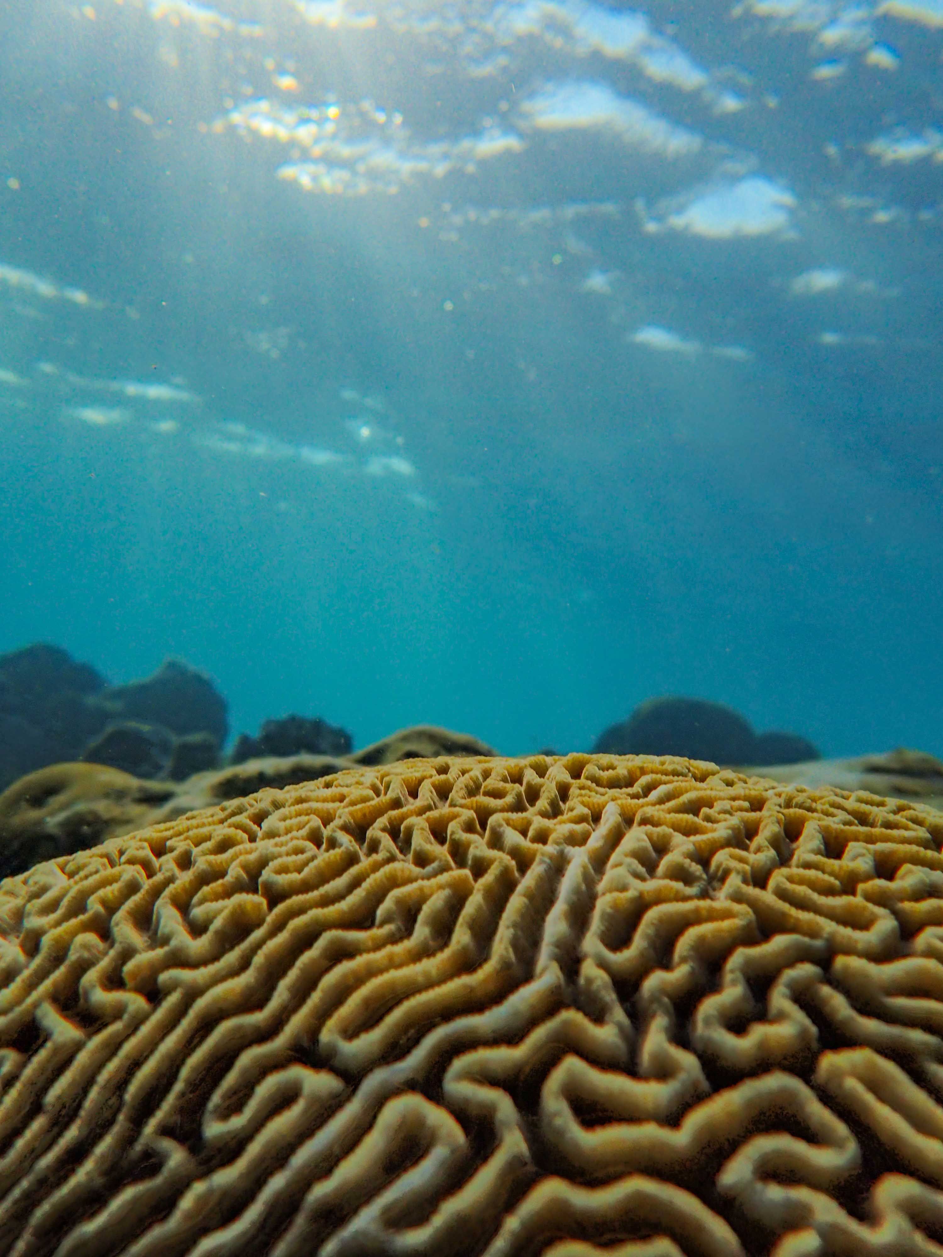115. Pulau Payar Marine Park, Kedah Snorkeling dan Diving Dekat Langkawi