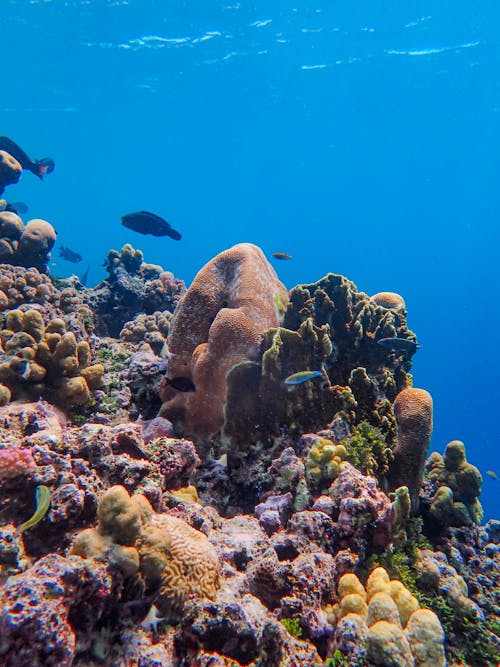 Underwater Ecosystem Close-Up Photo