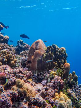 A vivid underwater scene showcasing a diverse coral reef and marine life.
