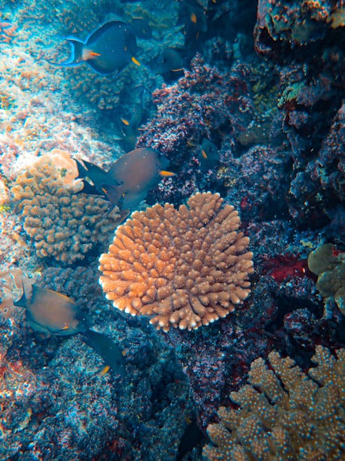 Gratis Fotos de stock gratuitas de acuático, arrecife de coral, bajo el agua Foto de stock