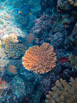 Vibrant underwater scene showcasing diverse marine life and colorful coral reefs.