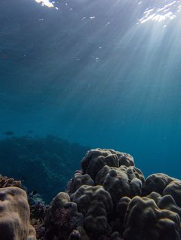 Sunlit underwater scene of a vibrant coral reef with clear blue waters and marine life.