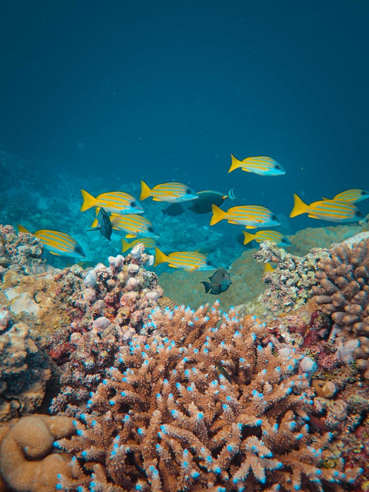 Yellow And Blue Fish Swimming In The Ocean