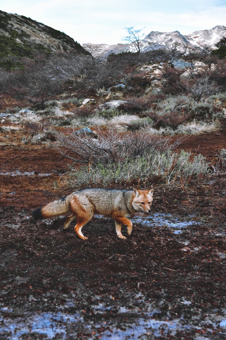 Fox In Wild