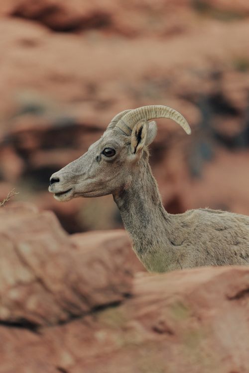 Free Close-up of a bighorn sheep in rocky desert landscape, showcasing its majestic horns. Stock Photo