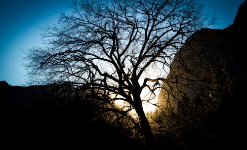 コールド, 冬, 日没の無料の写真素材