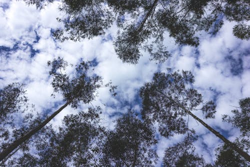 無料 曇り空, 木, 森林の無料の写真素材 写真素材