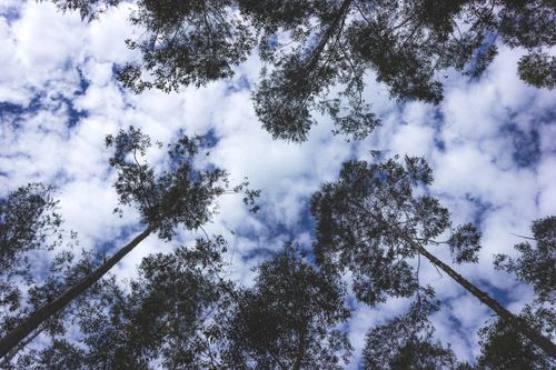 Free View from beneath a forest canopy with lush trees and a cloudy sky. Stock Photo