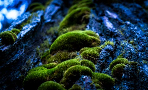 Free stock photo of forrest, macro photography, moss