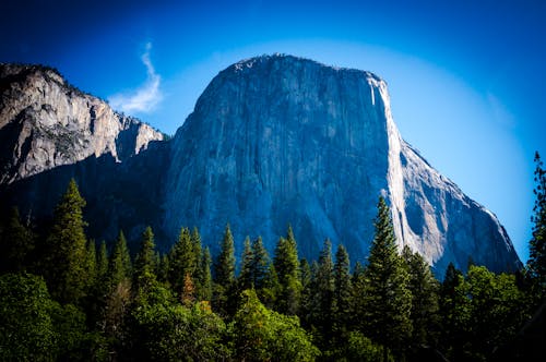 Green Pine Trees in Front of a Rock Mountain