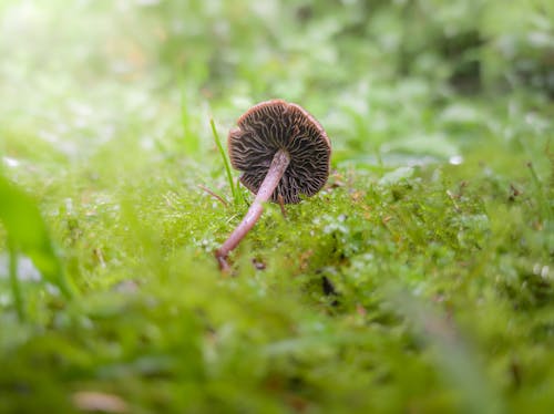 Close-Up Shot of a Brown Mushroom on Green Grass