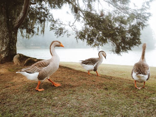 Geese Near a Water