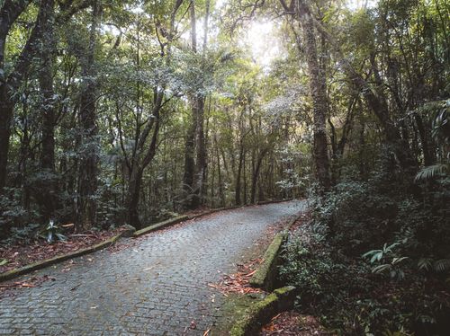 Free Tranquil pathway through dense green forest, inviting exploration and peaceful walks. Stock Photo