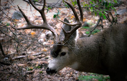 Free stock photo of deer, deers, forrest