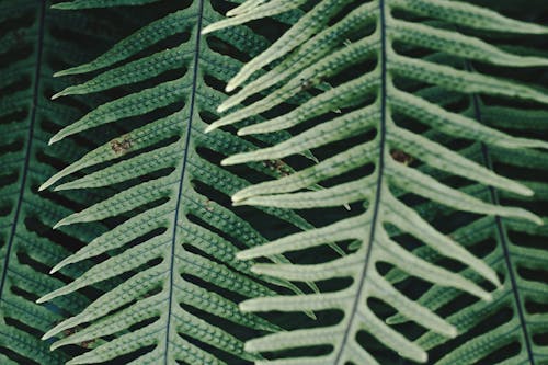 Close Up Photo of Green Leaves