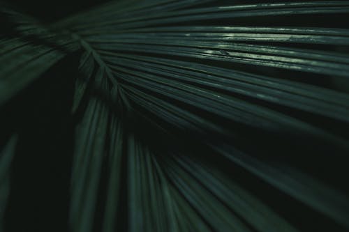 Green Palm Leaf in Close Up Photography