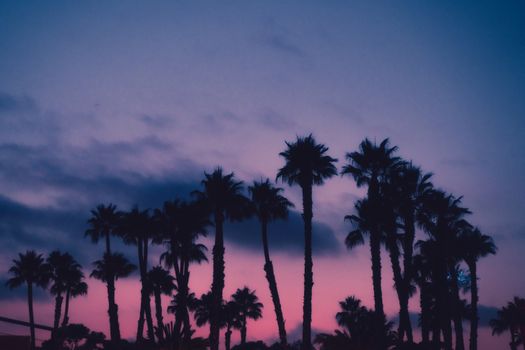 Silhouetted palm trees against a vibrant, dramatic sky during twilight.