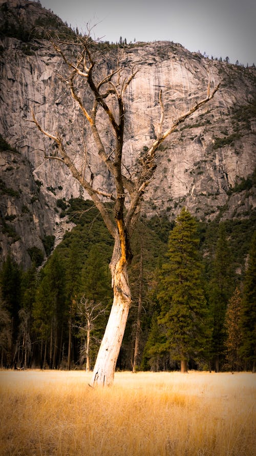冬, 崖, 木の無料の写真素材
