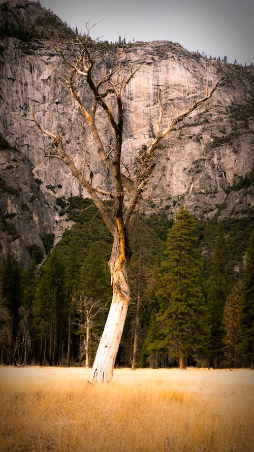 Free stock photo of cliff, dead tree, grass field