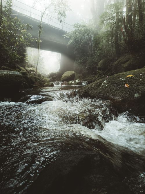Free Serene misty morning view of a forest stream flowing under an old stone bridge, capturing nature's tranquility. Stock Photo