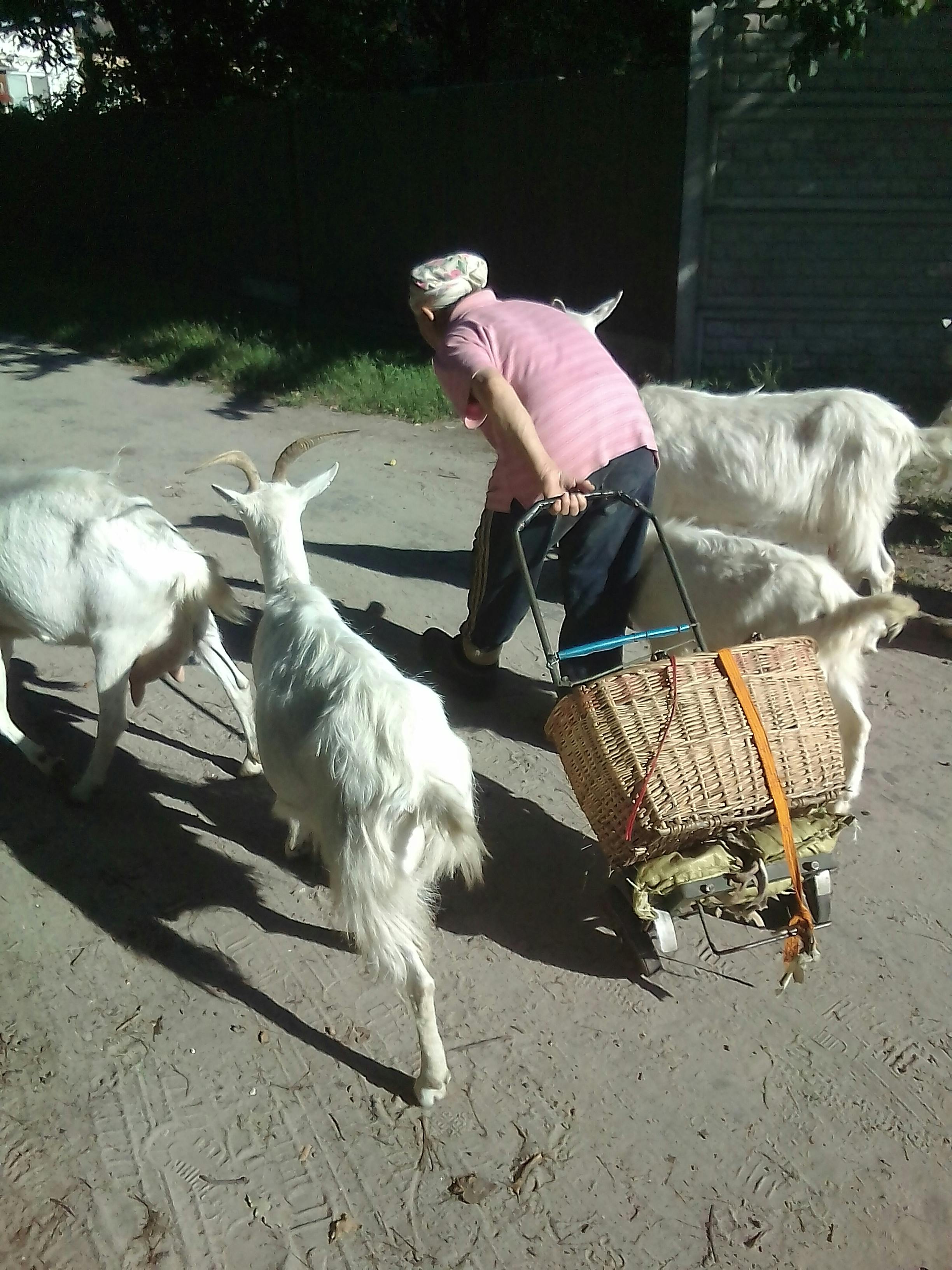 Free stock photo of animal farming, goats