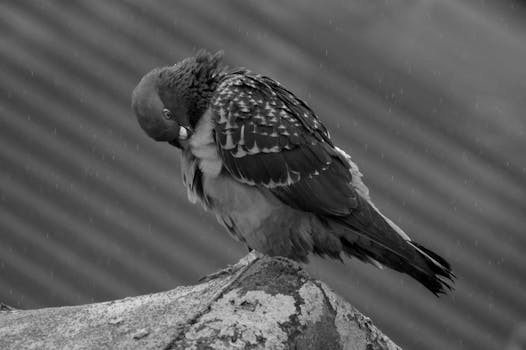 A grayscale close-up of a pigeon perched on a ledge in the rain.