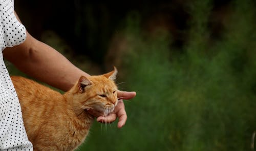A Person Petting a Tabby Cat 