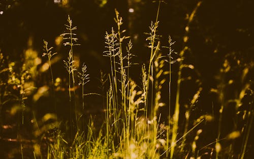 Gratis lagerfoto af abstrakt baggrund, aftensol, dybde