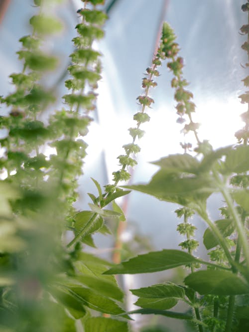 Low Angle Photo of Green Plants