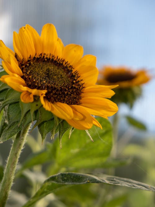 Sunflower in Close Up Photography