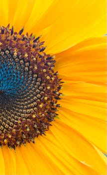 Detailed close-up of a sunflower showcasing vibrant petals and intricate patterns.