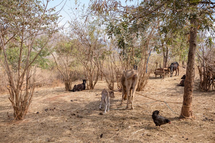 Cattle Grazing In Desert Park 