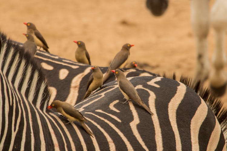 Red-Billed Oxpecker Birds Sitting On Zebras