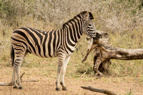 Photo of a Zebra