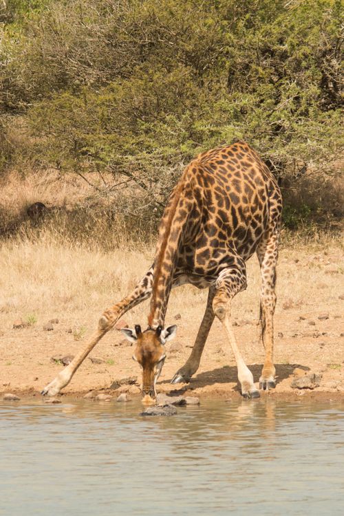 Free A giraffe bends to drink from a watering hole in the African savanna. Stock Photo