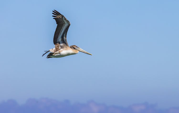 California Brown Pelican Flying In The Sky
