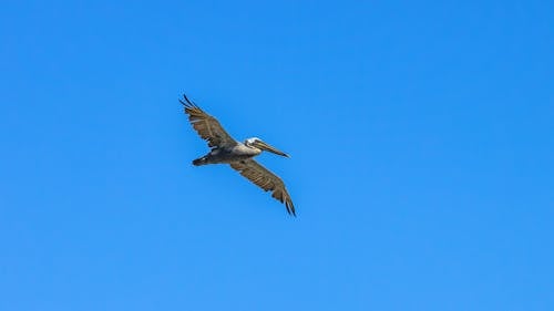 Bezpłatne Darmowe zdjęcie z galerii z błękitne niebo, brązowy pelikan, fotografia ptaków Zdjęcie z galerii