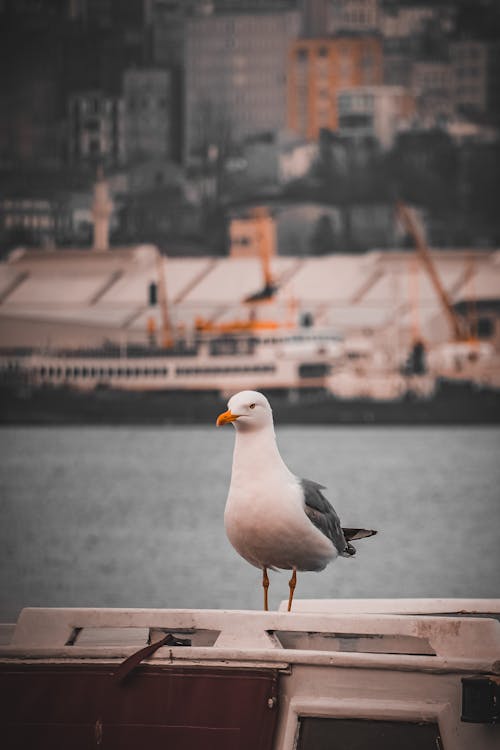 Photo of a Seagull