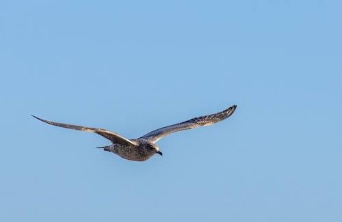 Free Close-Up Photo of Flying Seagull on Blue Sky Stock Photo