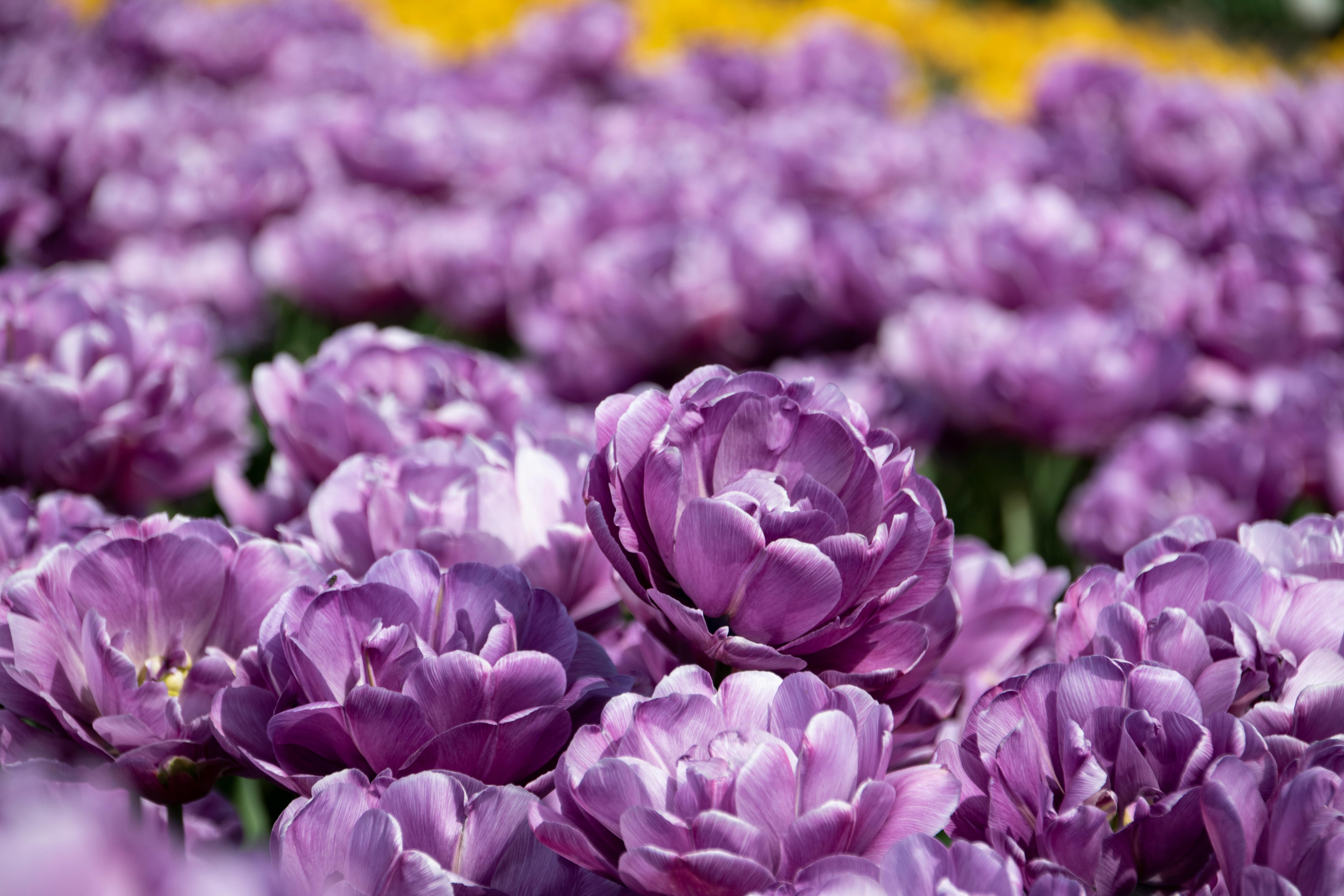 Ejaculation précoce : définition, causes, que faire 